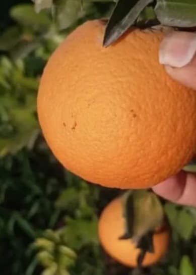 Fruit & Foliage Close-Up